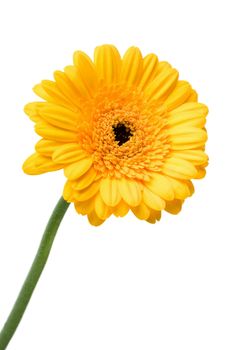 yellow daisy isolated