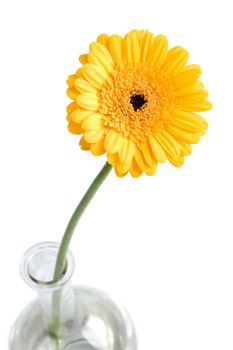 yellow daisy in vase