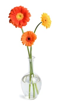 daisies in vase