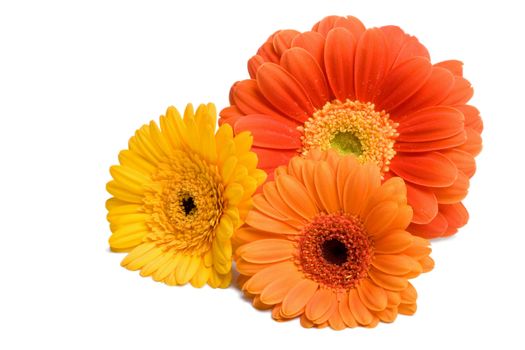 three daisies