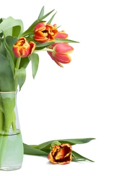 red tulips in vase