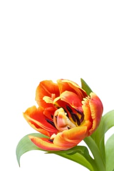 red tulip
