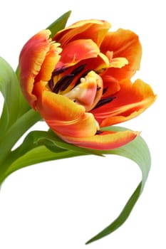red tulip