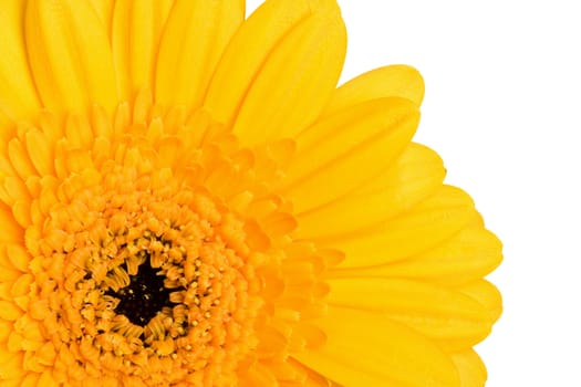 yellow daisy