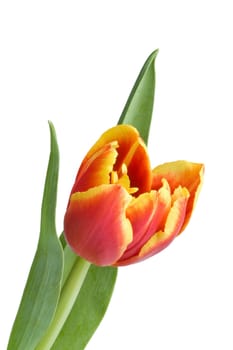 red tulip