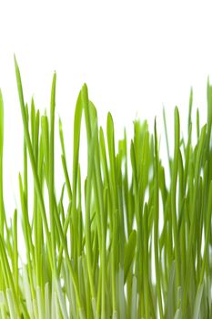 fresh green grass isolated background
