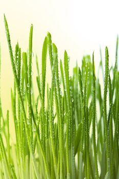 fresh wet grass background
