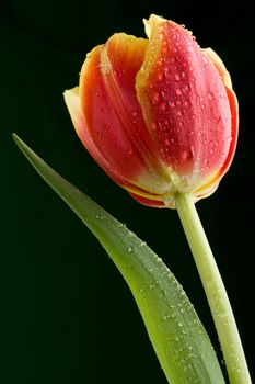 tulip with water drops