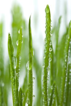 green grass with water droplets isolated
