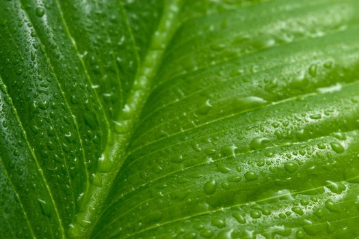 macro of leaf with water drops