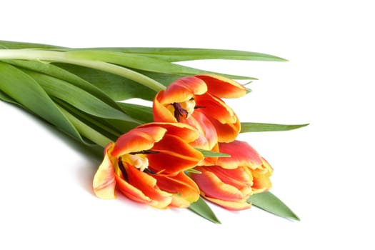 tulips isolated