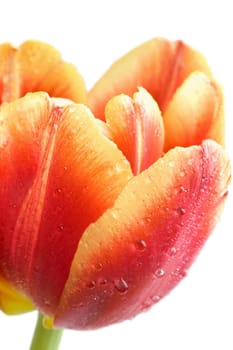 macro of red tulip