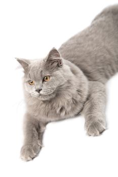 portrait of cute british kitten isolated