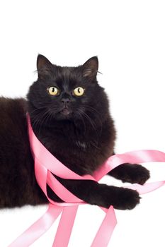 black cat playing with pink ribbon