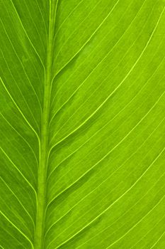 macro texture of Spathiphyllum leaf