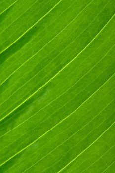macro texture of Spathiphyllum leaf