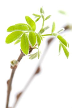 macro of acacia spring