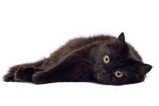black cat lying on white