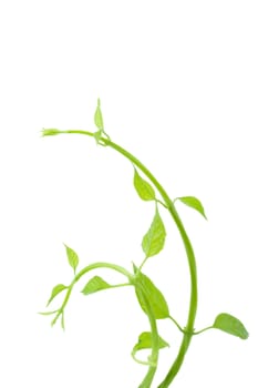 fresh leaves isolated