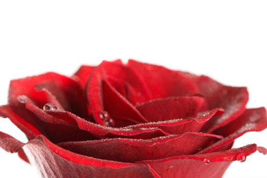 rose petals with water drops