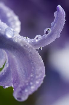 macro of hyacinth petals with water drops