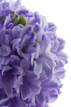 hyacinth flower isolated