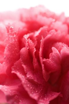 macro of wet carnation