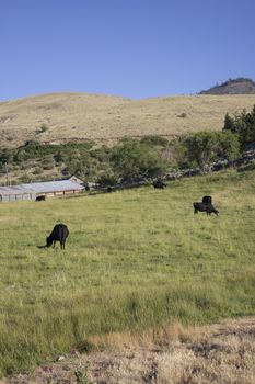 grass eating cows 