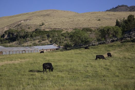 grass eating cows 