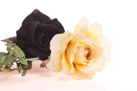 Black rose and yellow rose over white isolated against a white background with copy space