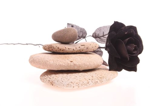 Black rose on a pile of stones isolated against a white background with copy space
