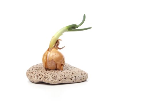 Sprouting onion o a stone against a white background