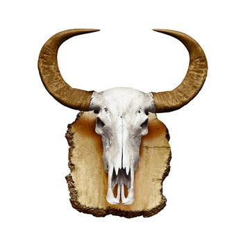 Bull skull with horns isolated on white background