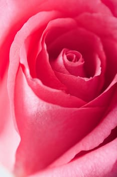 beautiful pink rose