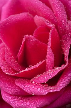 beautiful pink rose with water droplets (shallow focus)