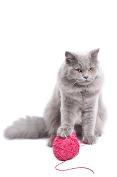 british kitten playing with pink clew isolated