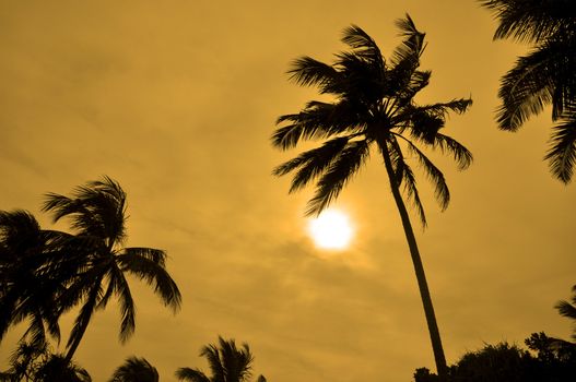 Silhouettes of Palm trees against the sun on a windy day