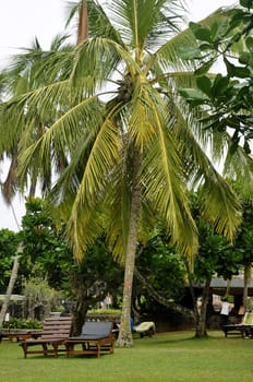 Two sunbeds in a lawn by a palm tree on the coast, Sri Lanka