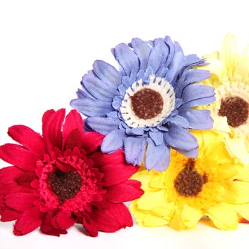 Closeup of three bright colourful ornamental flowers in red, blue and yellow isolated on a white background colorful flower on white bachground 