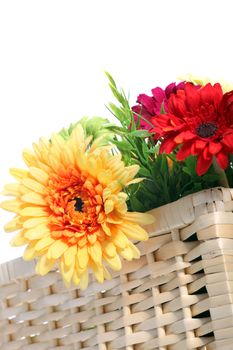 Colourful red and yellow ornamental Gerbera daisies in a woven wicker basket isolated on white