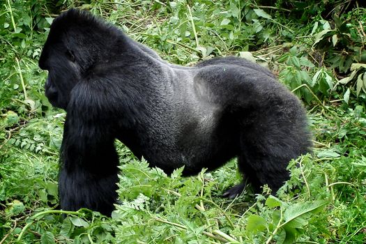 Powerful silverback gorilla in its natural habitat in Parc National des Volcans in Rwanda.
