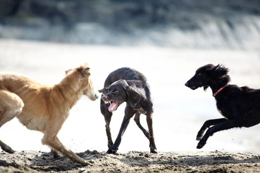 Three dog playing and fighting outdoors. Natural colors and light