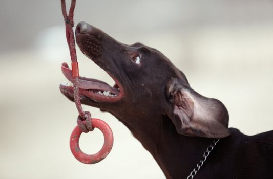 Young brown dog playing with rubber toy outdoors. Natural light and colors