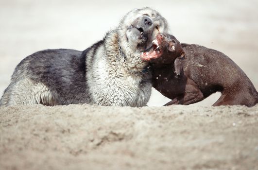 Two dogs fighting outdoors. Horizontal photo with natural light. Shallow depth of field added for natural look