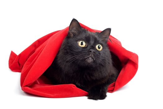 black cat in red bag isolated