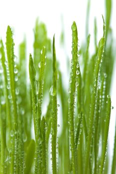 fresh wet grass background