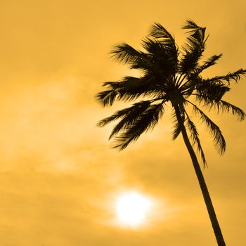 The Silhouette of a Palm tree against the sun on a windy day