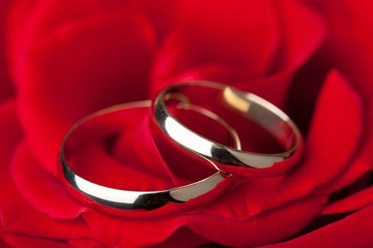 Golden wedding rings over red rose