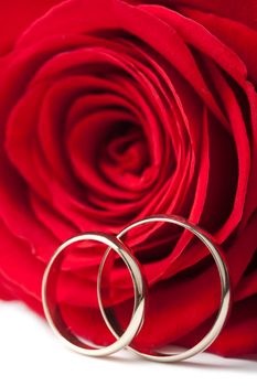 Golden wedding rings and red rose isolated
