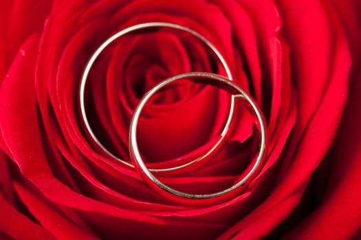 Gold wedding rings over red rose